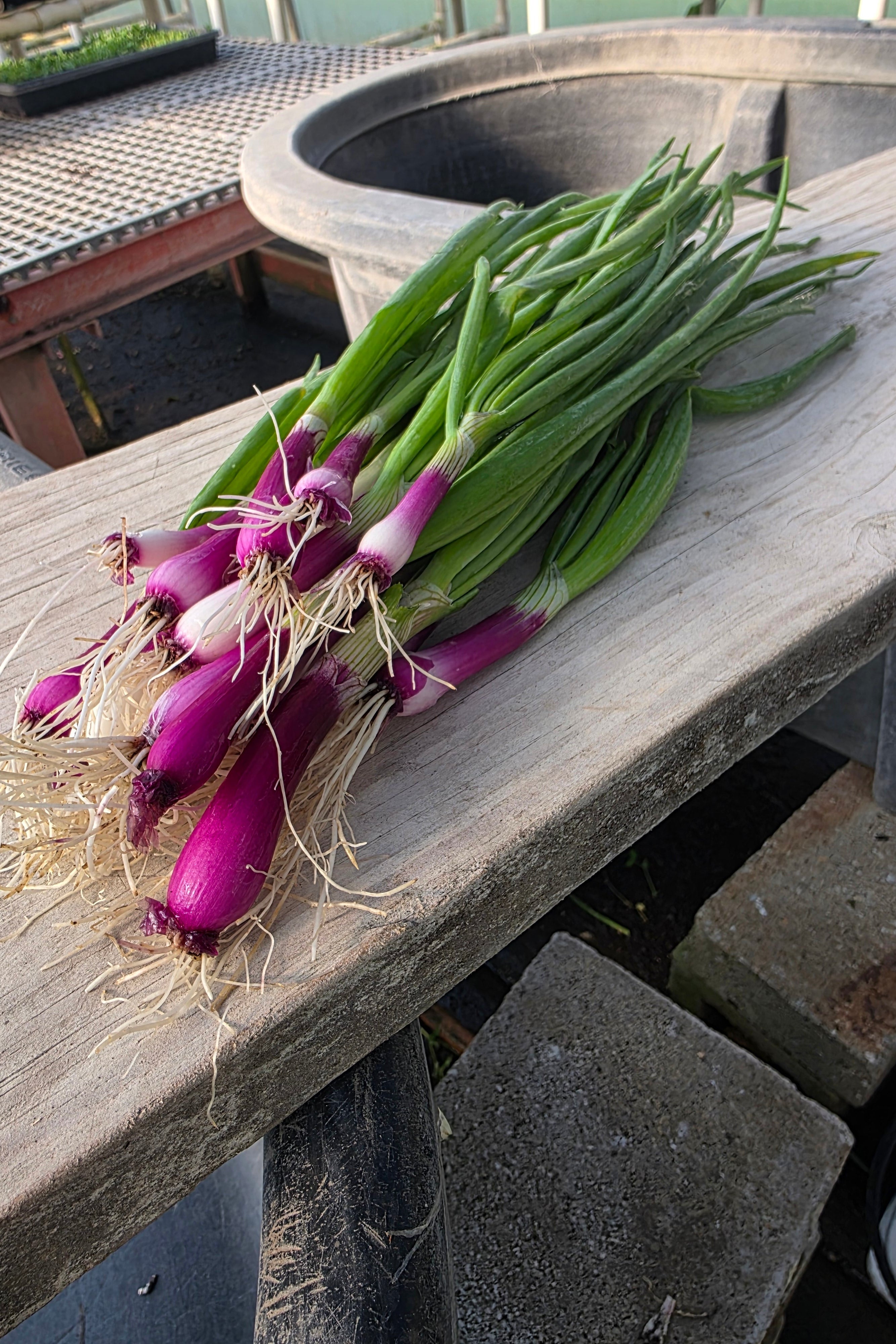 Spring Green Onions