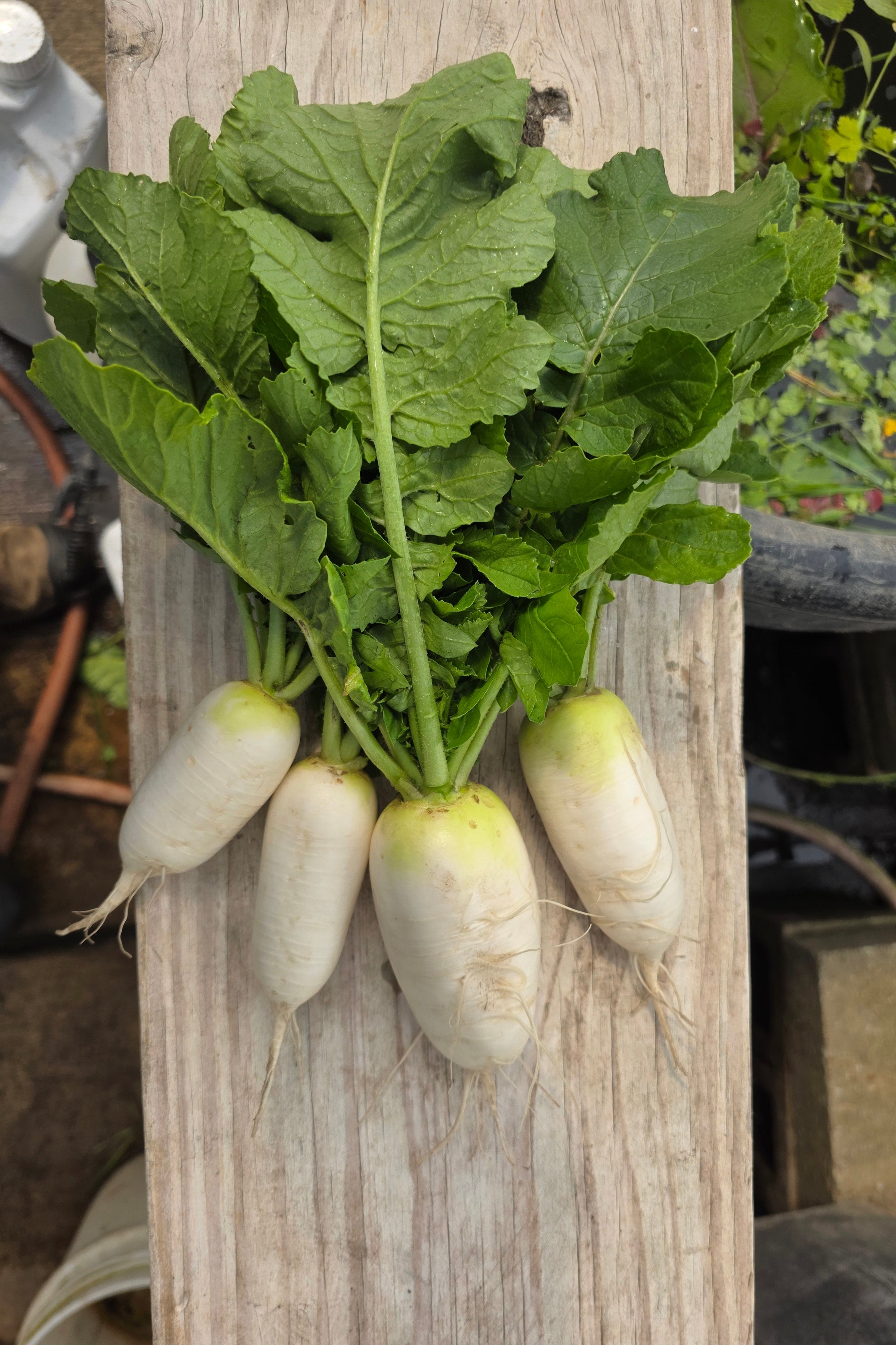 Daikon Radish