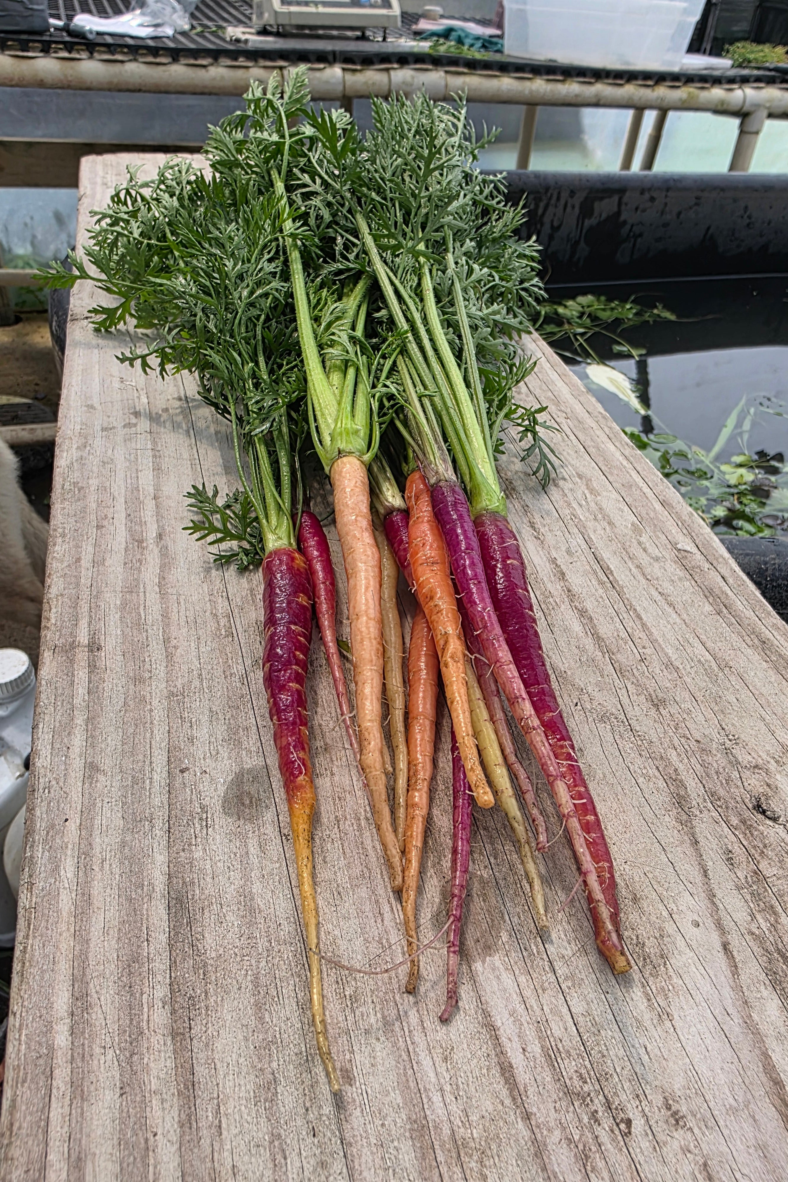 Baby Carrots