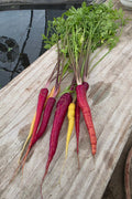 "Medium" Carrots