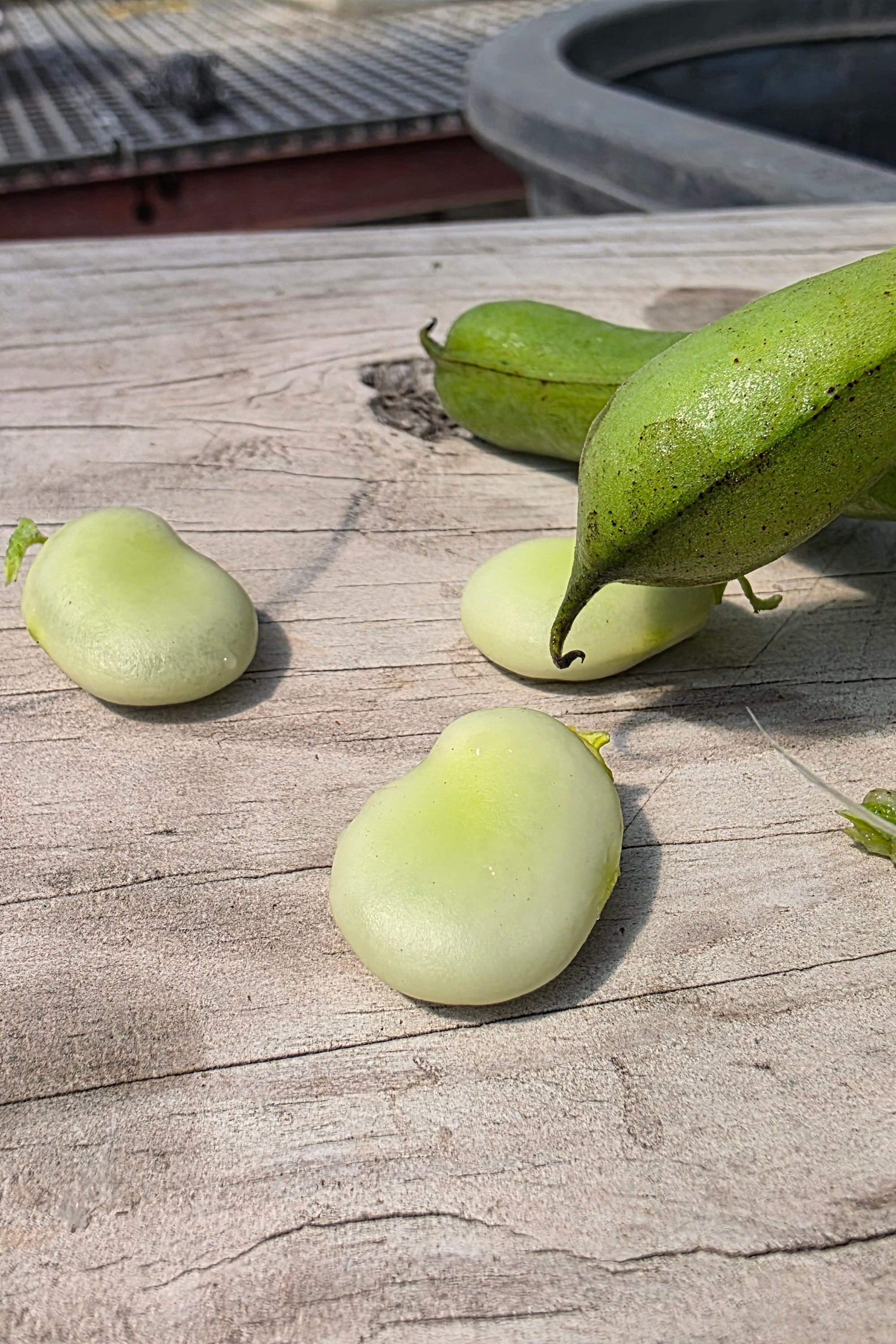 Fava Beans