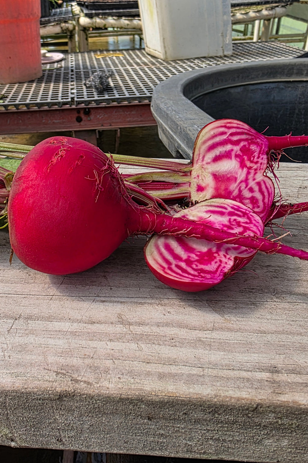 Chioggia Guardsmark Beets