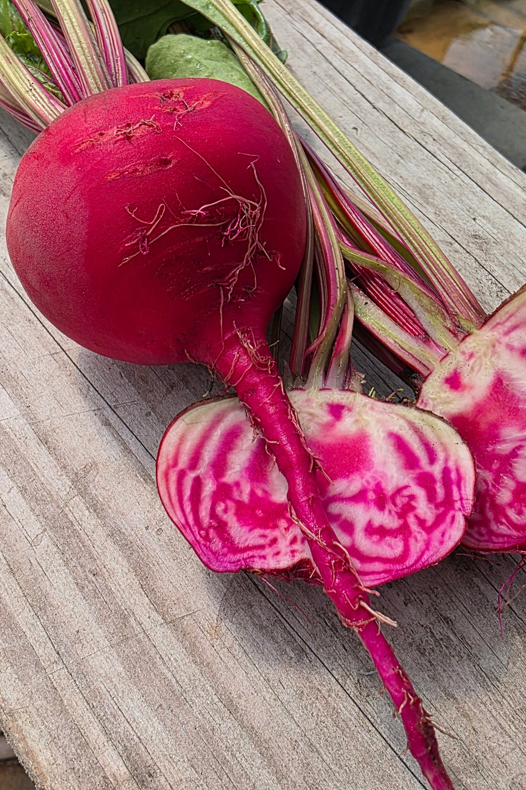 Chioggia Guardsmark Beets