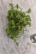 Green Coriander