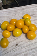 Golden Nugget Cherry Tomatoes
