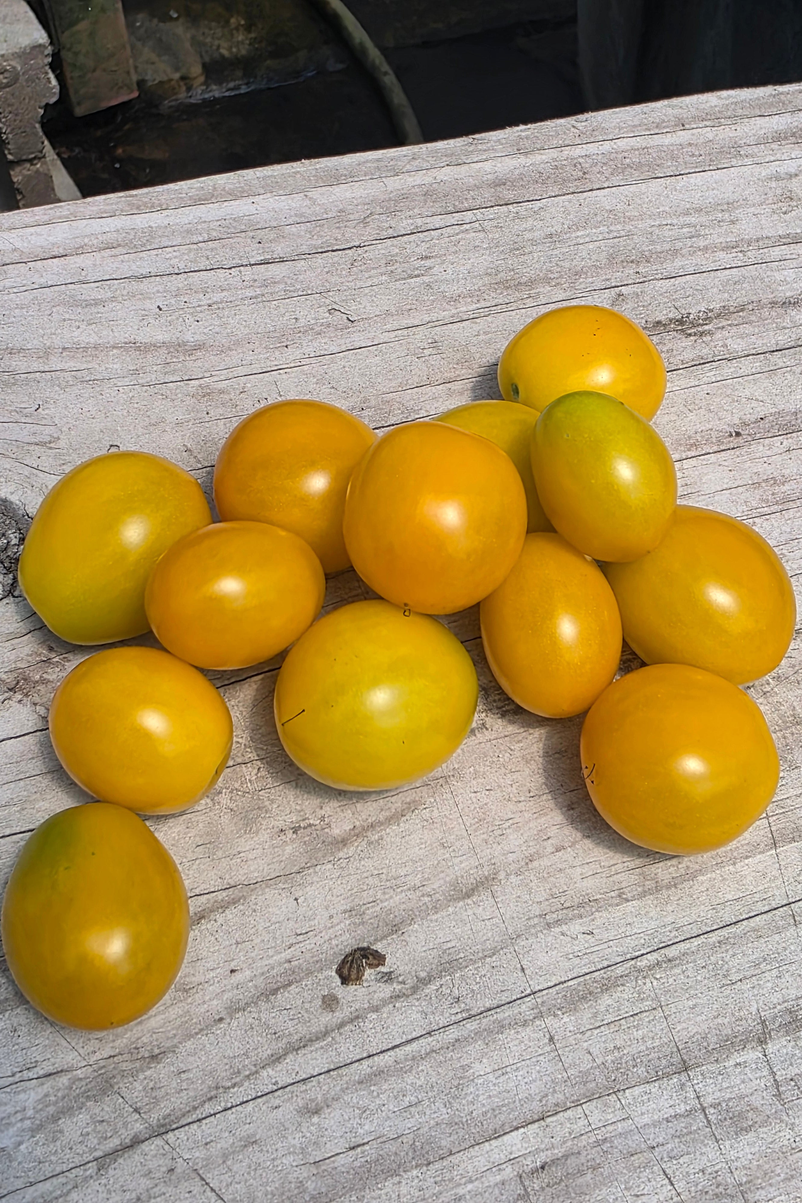 Golden Nugget Cherry Tomatoes