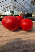 Red Slicing Tomatoes