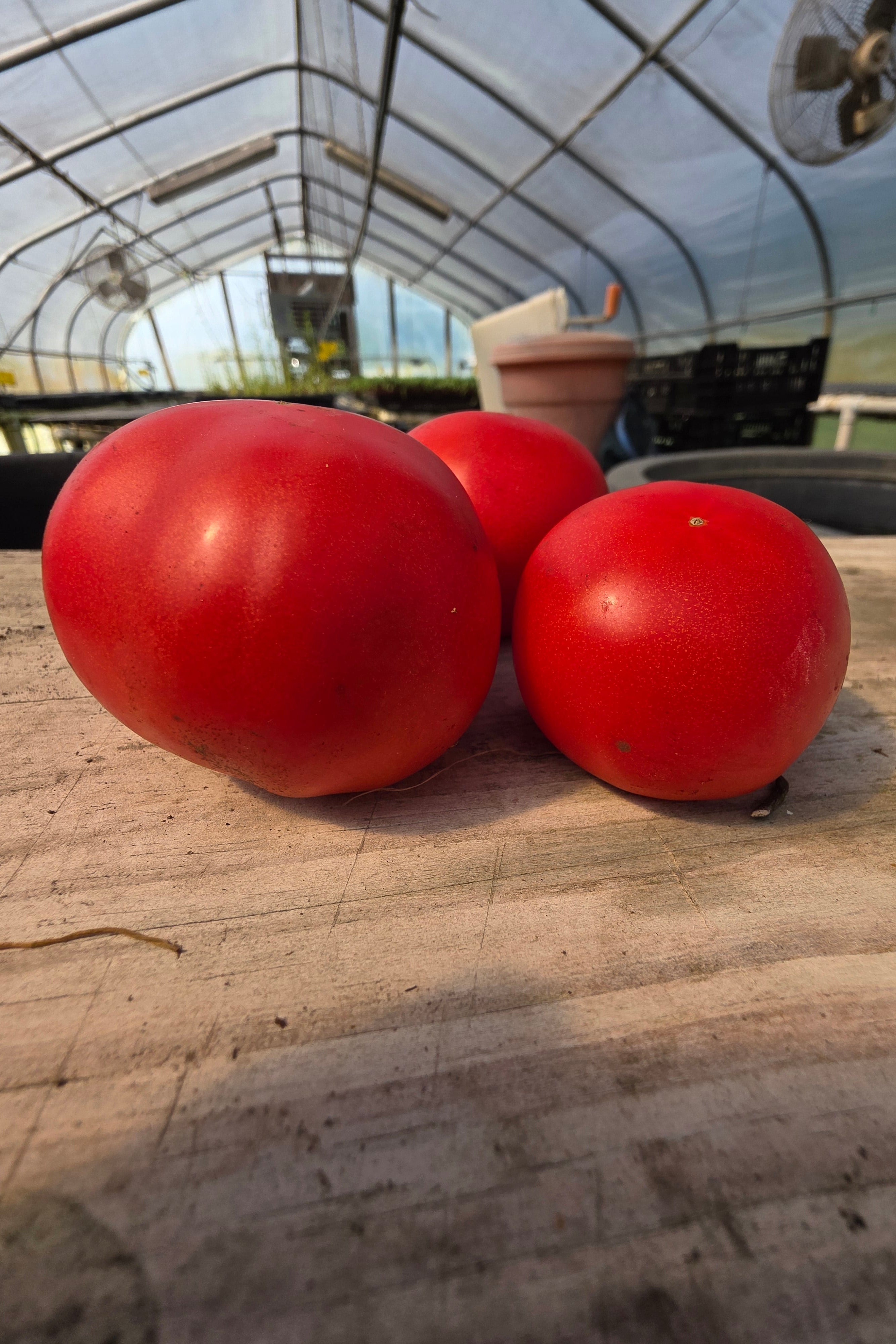 Red Slicing Tomatoes
