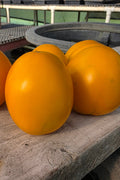 Valencia Tomatoes