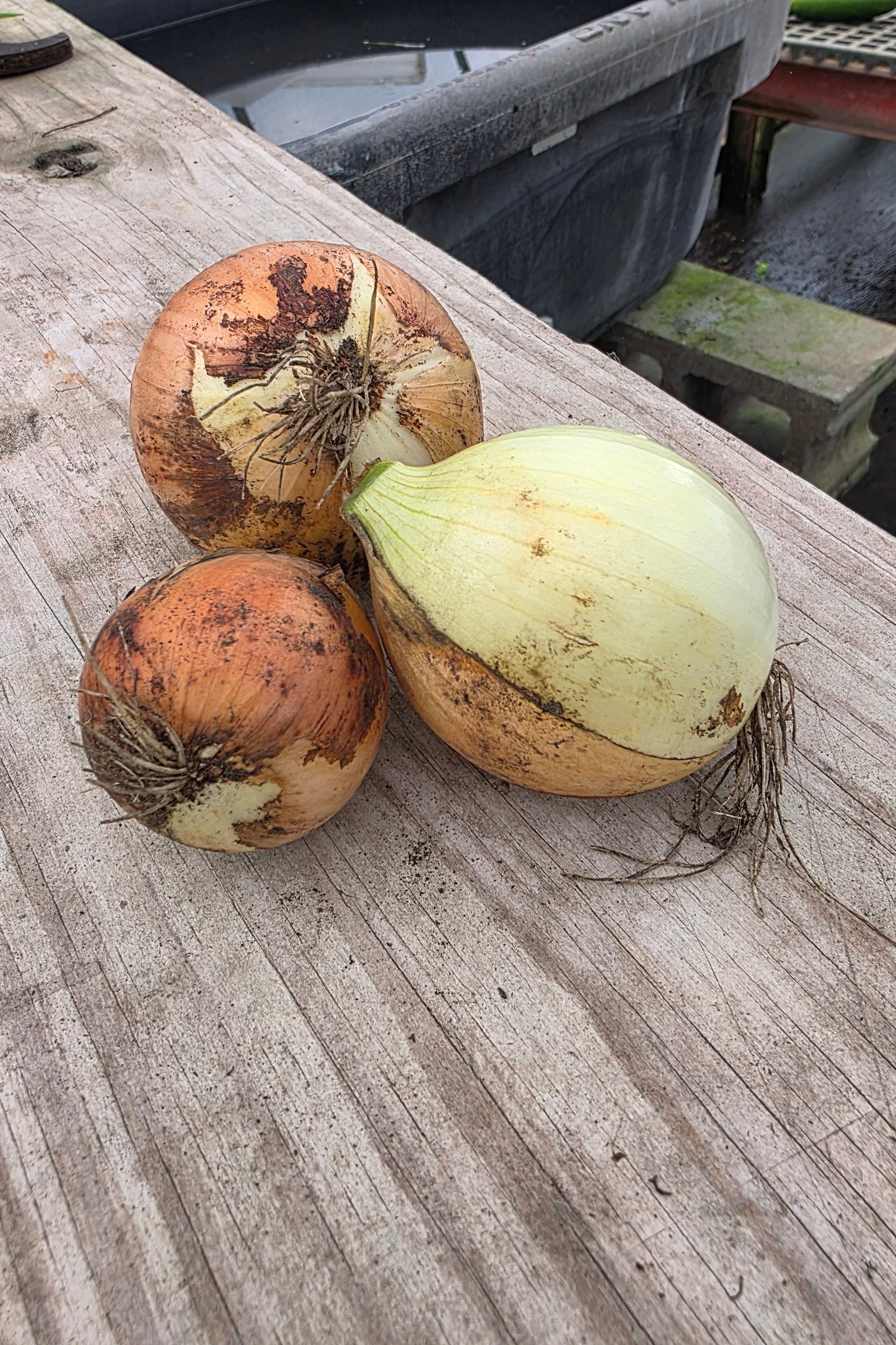 Fresh Dug Spanish Onions