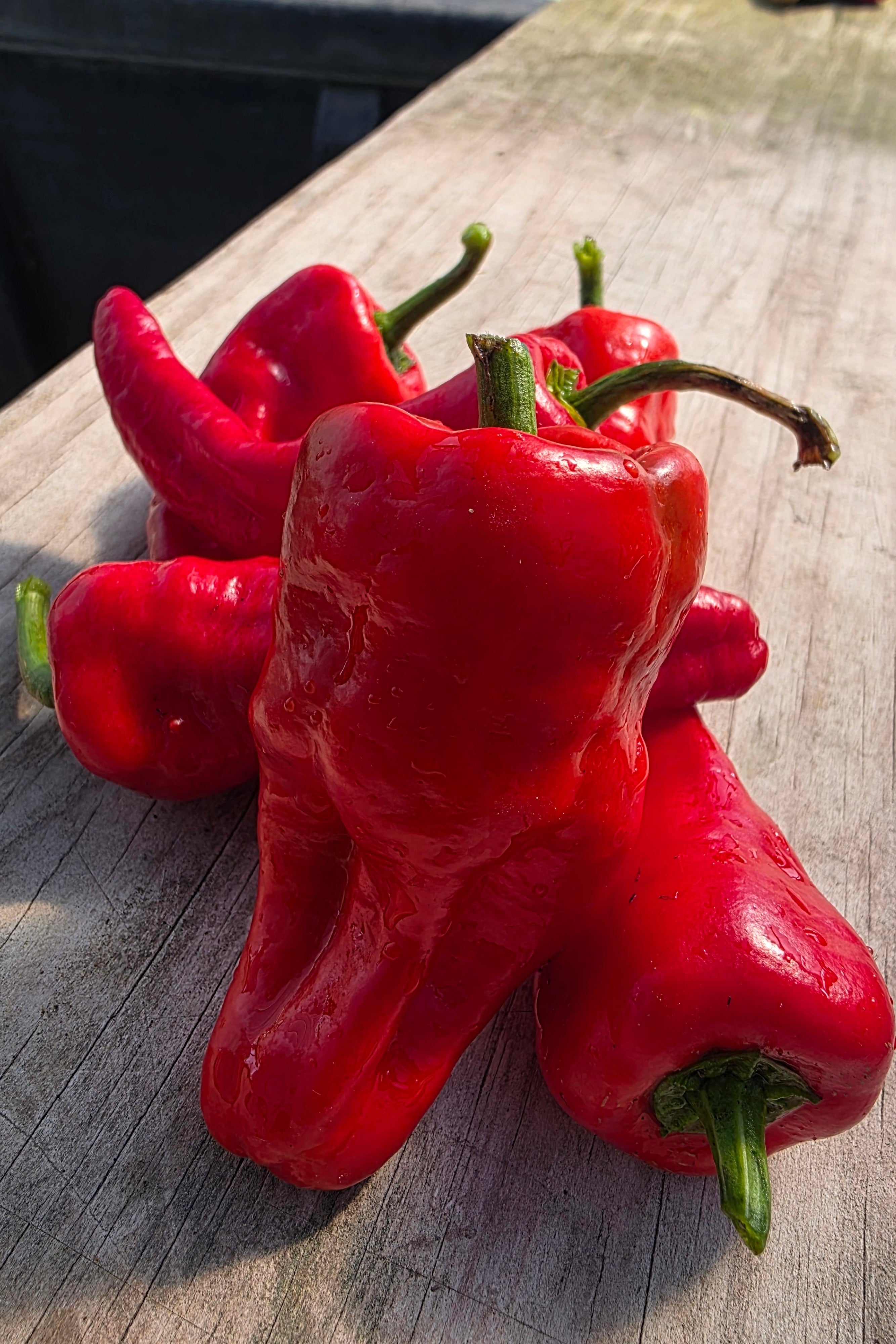 Red Hot Patron Peppers
