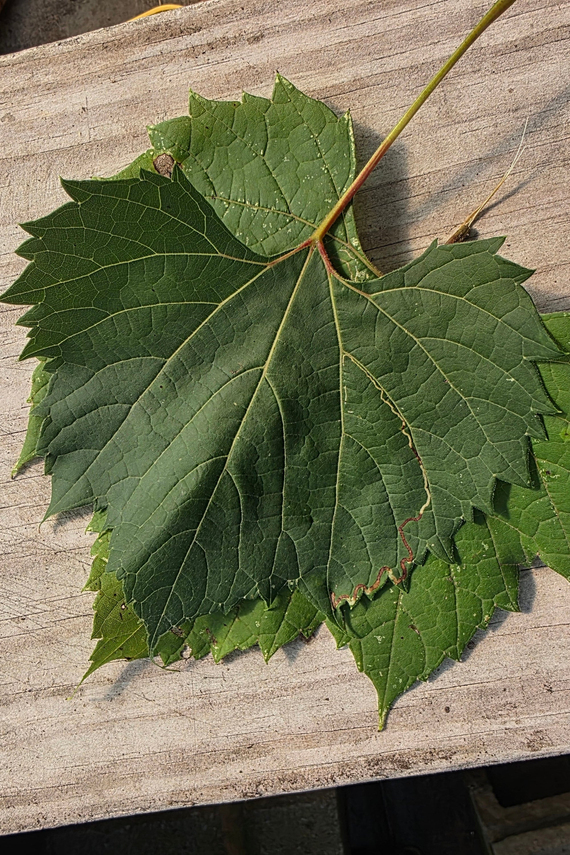 Wildcrafted River Grape Leaves