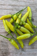 Tabasco Peppers