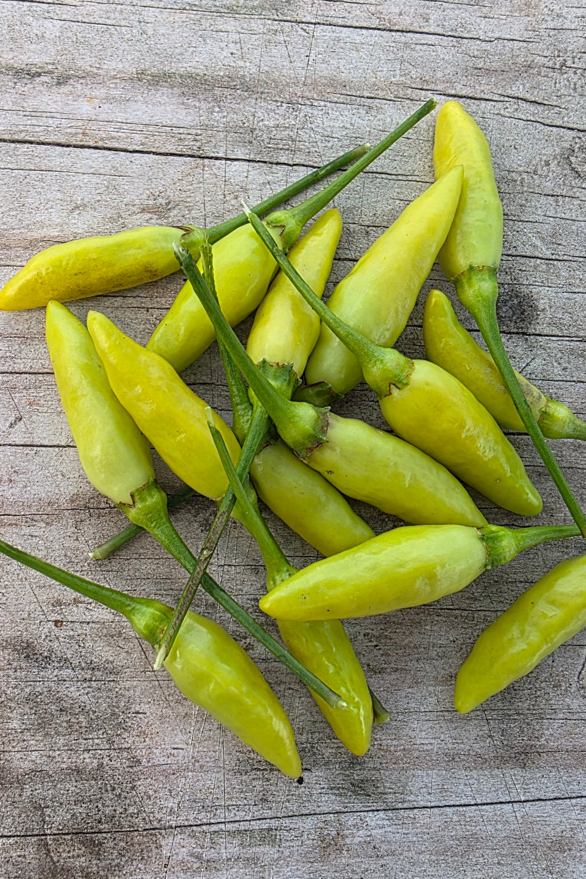 Tabasco Peppers