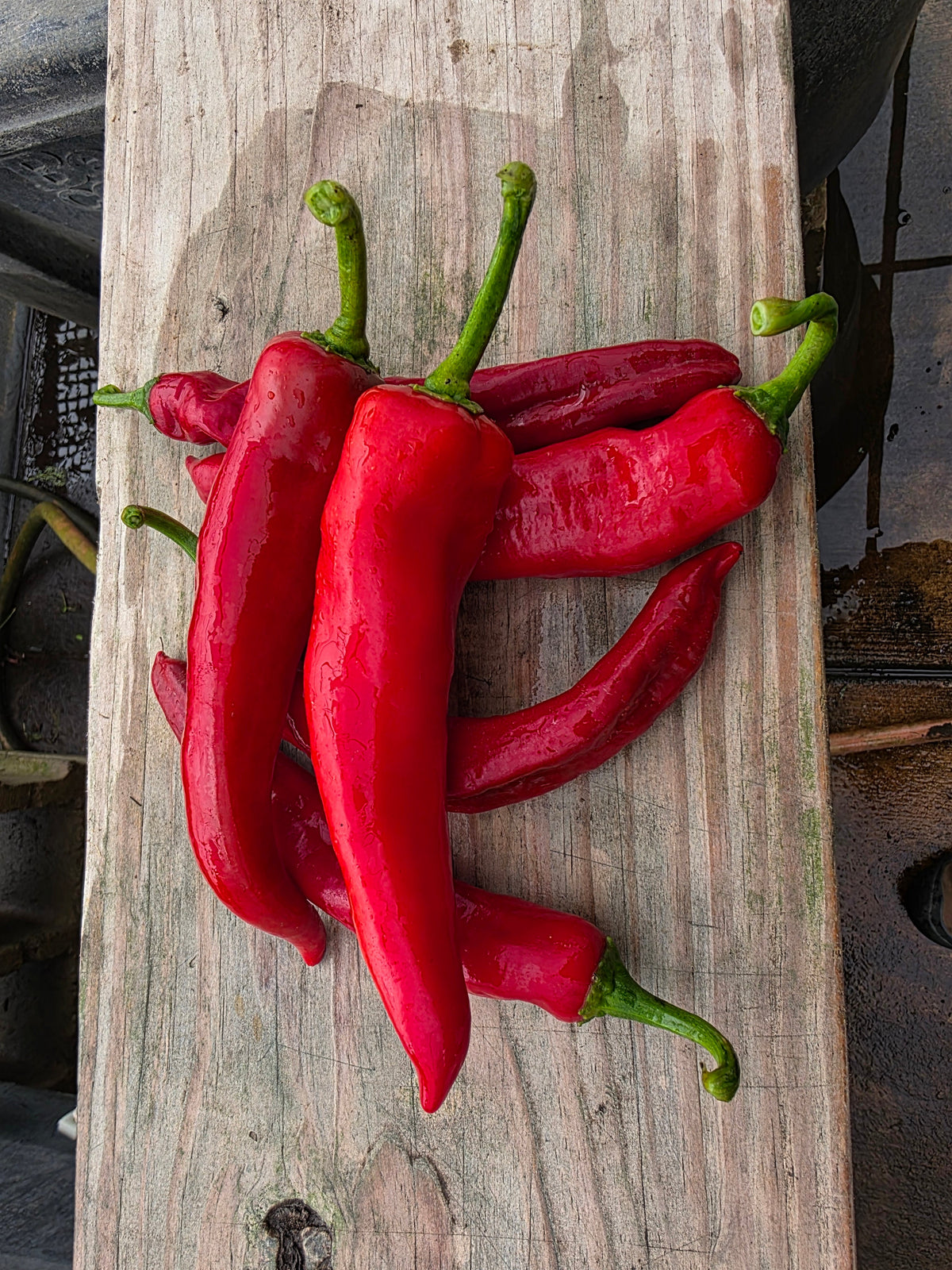 Carmen Sweet Peppers