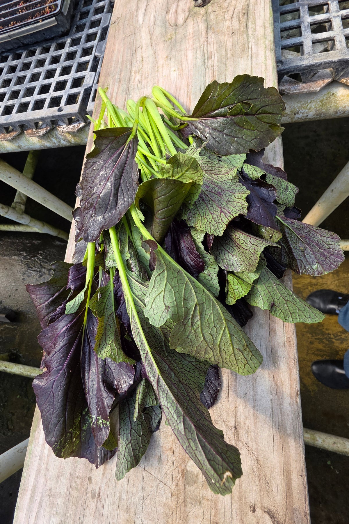 Young Red Mustard