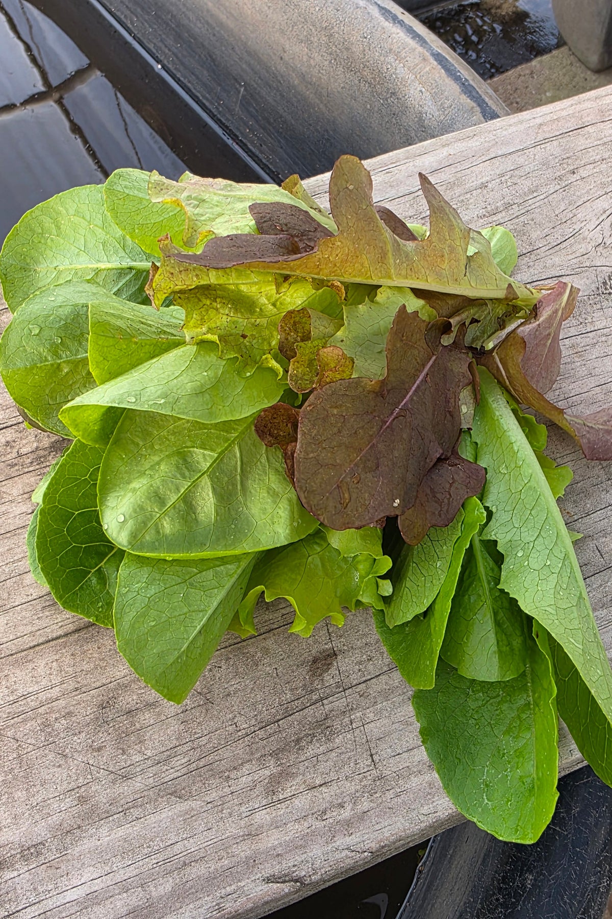 Lettuce Mix