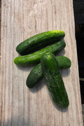 American Cucumbers