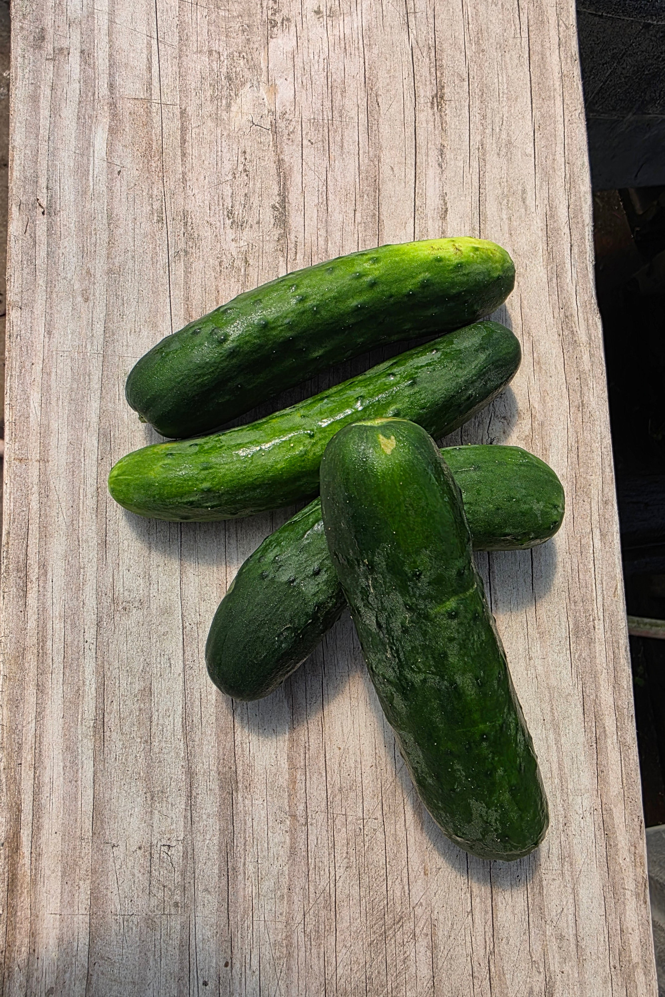 American Cucumbers