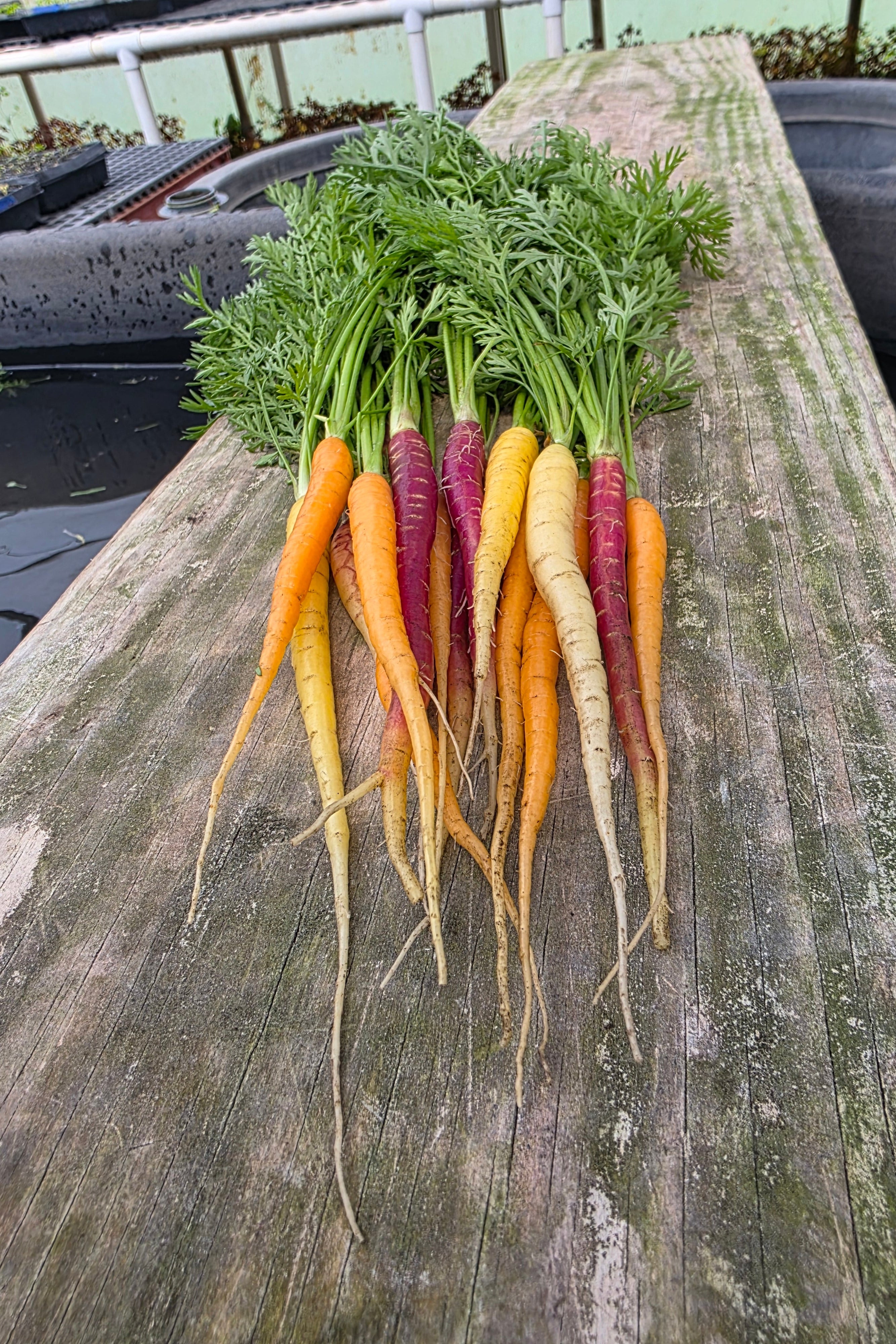 Baby Carrots
