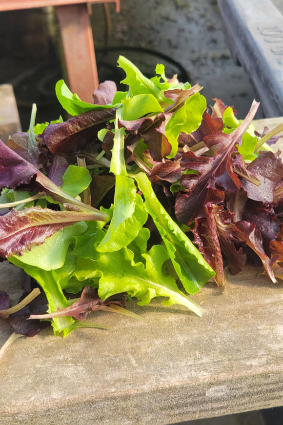 Wildfire Lettuce Mix