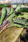 Lacinato Kale
