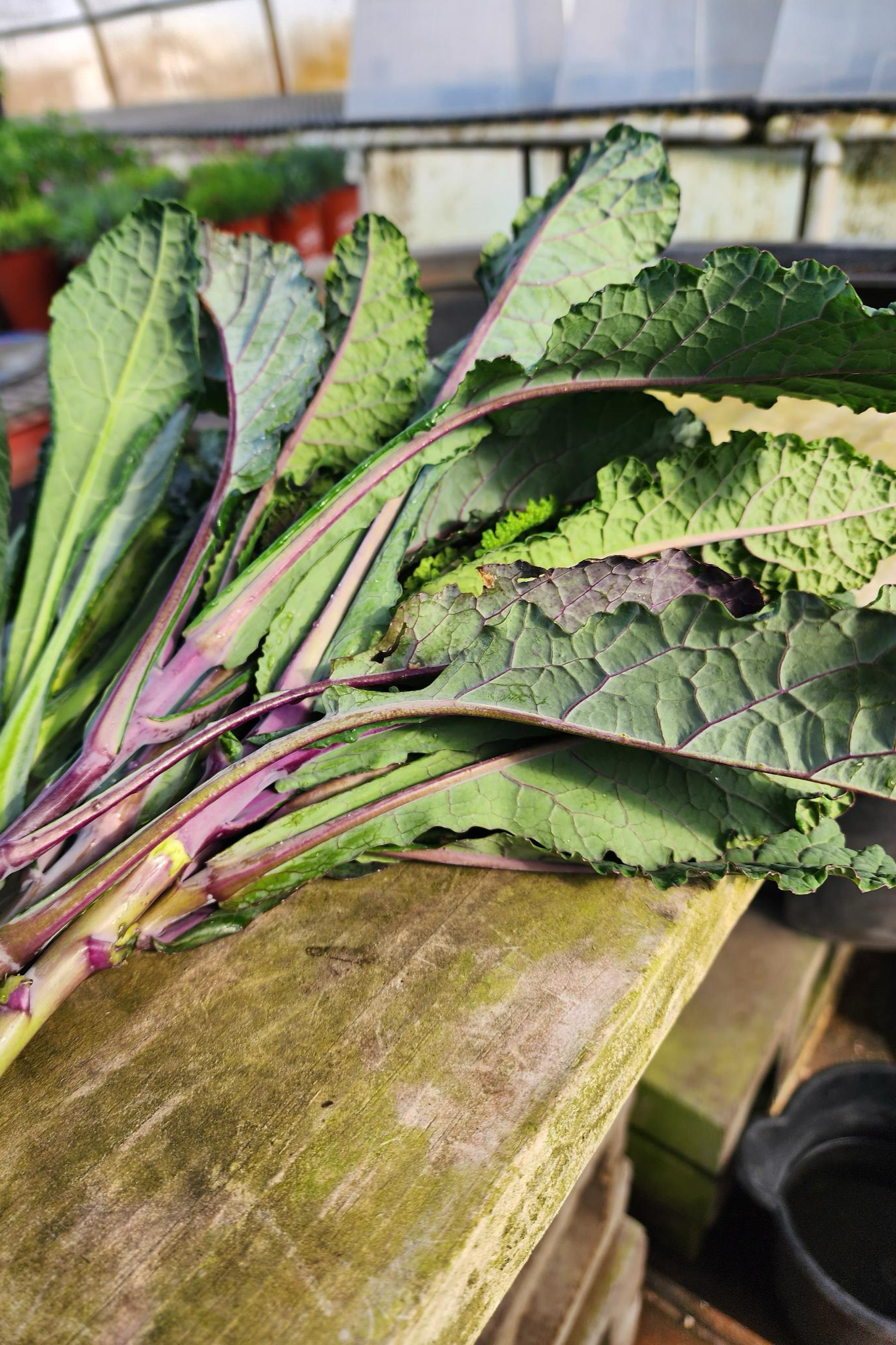 Lacinato Kale