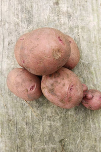 Red Chieftain Potatoes