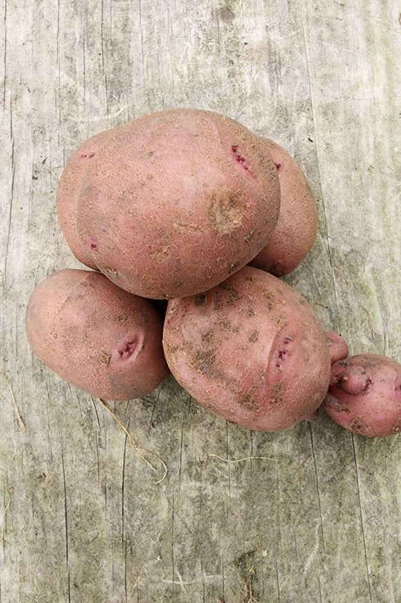 Red Chieftain Potatoes