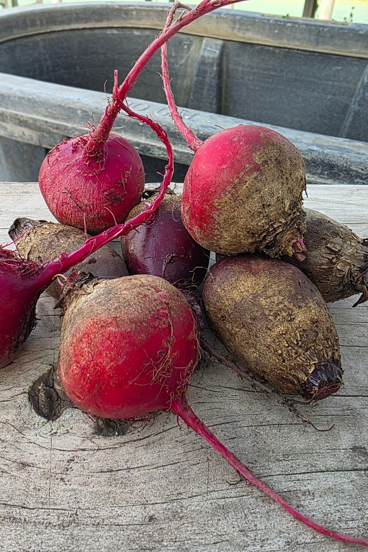 Beets (Multi-Variety)
