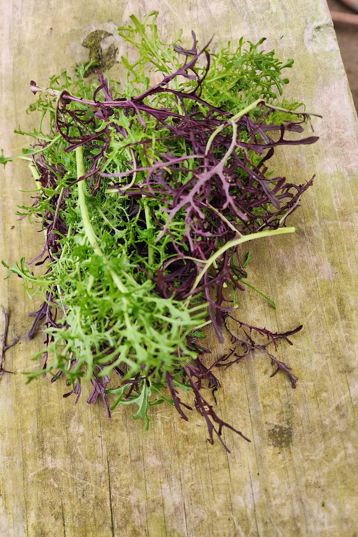 Red & Green Mustard Salad Mix