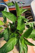 Peppermint