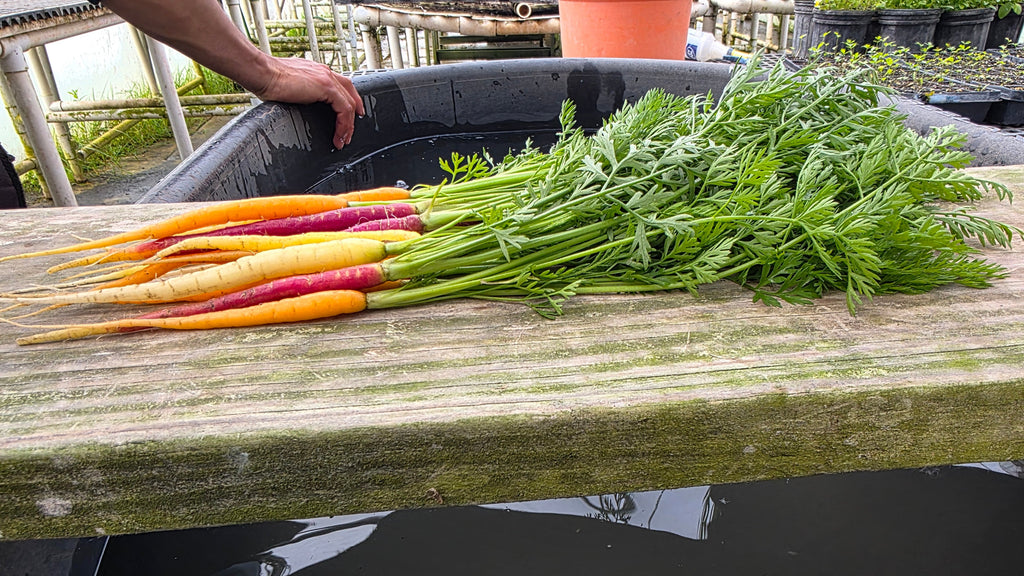 Baby Carrots