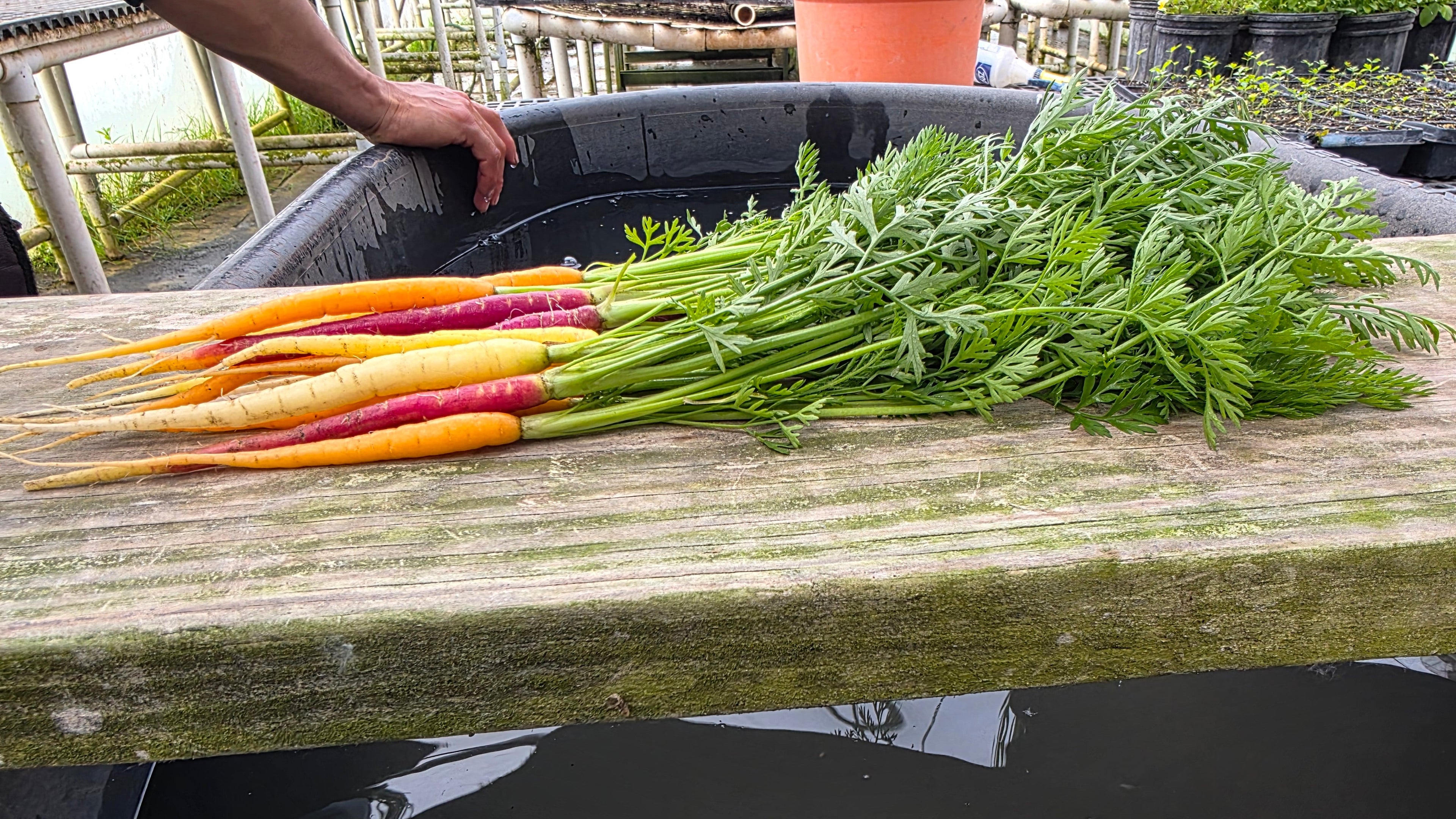 Baby Carrots