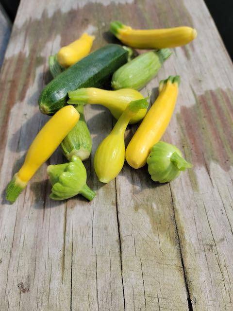 Baby Mixed Summer Squash