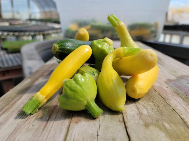 Baby Mixed Summer Squash
