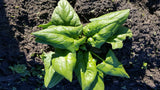 Young Winter Spinach-Greens-Three Sisters Garden