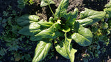 Young Winter Spinach-Greens-Three Sisters Garden