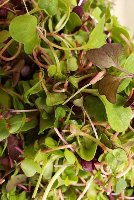 Micro Greens-Micro greens-Three Sisters Garden