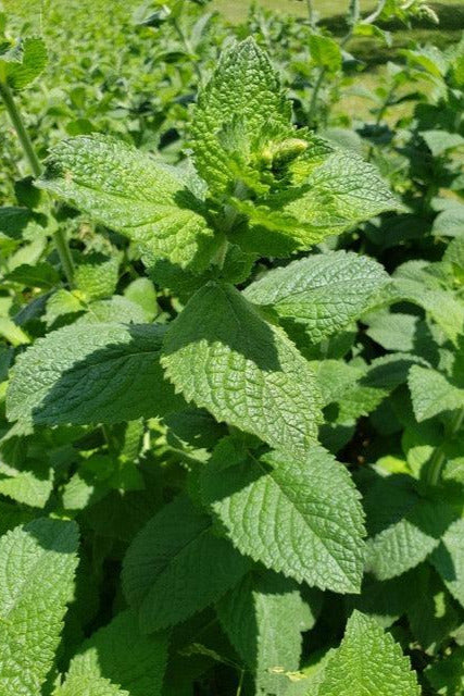 Apple Mint-Herbs-Three Sisters Garden