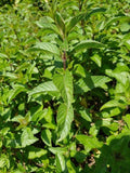 Chocolate Mint-Herbs-Three Sisters Garden