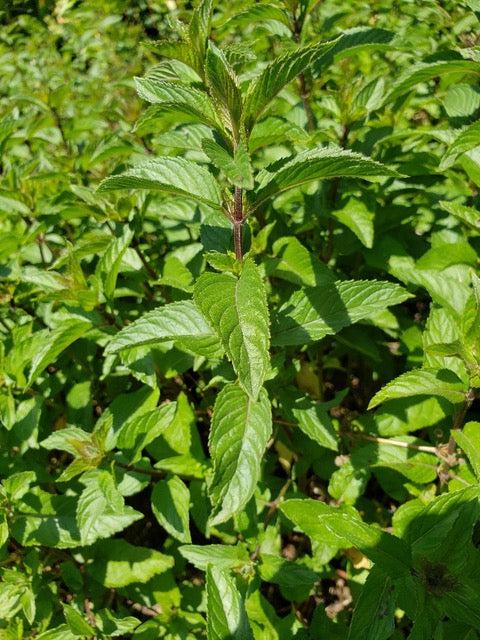 Chocolate Mint-Herbs-Three Sisters Garden