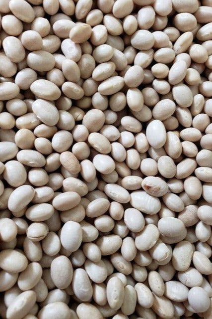 Navy Beans-Beans-Three Sisters Garden