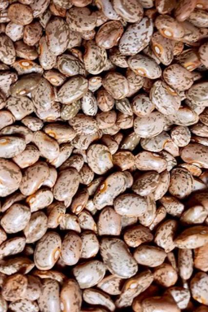 Pinto Beans-Beans-Three Sisters Garden