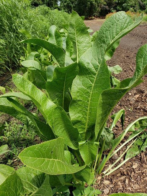 Horseradish Leaves-Herbs-Three Sisters Garden