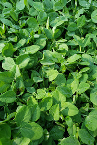 Pea Shoots-Pea Shoots-Three Sisters Garden