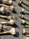 Fresh Dug Garlic-Garlic-Three Sisters Garden