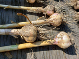Fresh Dug Garlic-Garlic-Three Sisters Garden