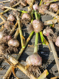 Fresh Dug Garlic-Garlic-Three Sisters Garden