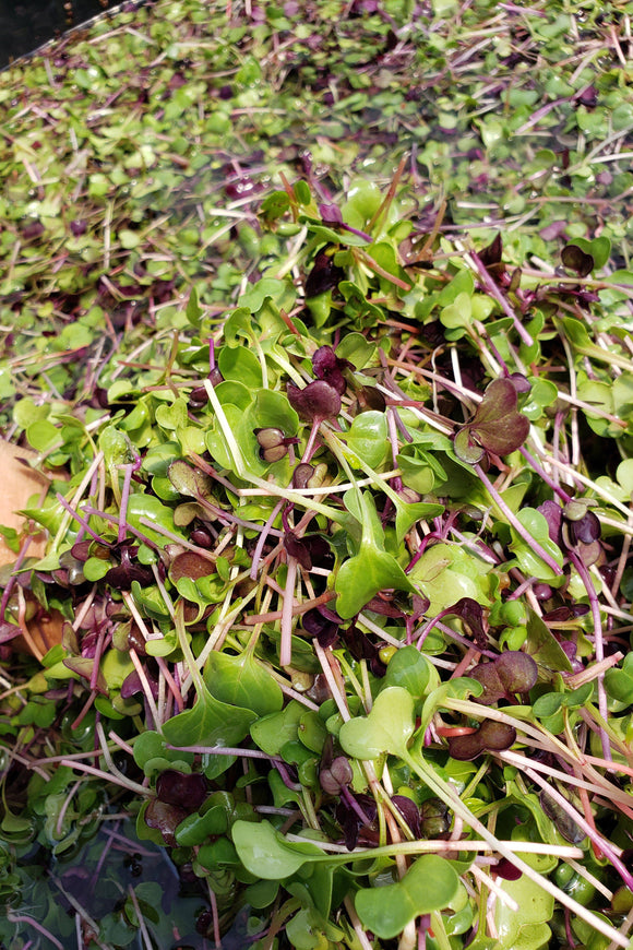 Spicy Radish Micro Greens-Micro Greens-Three Sisters Garden